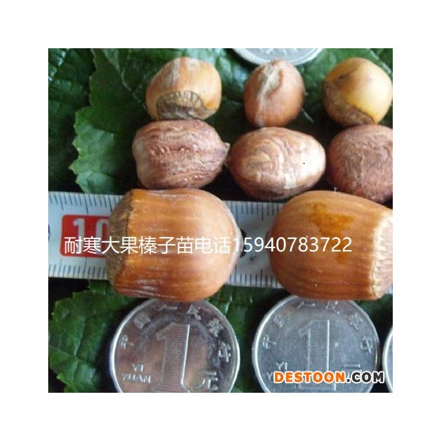 赤峰辽宁大榛子苗抗寒榛子简介