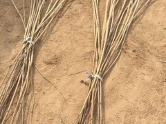 济宁高产大榛子辽宁榛子优惠