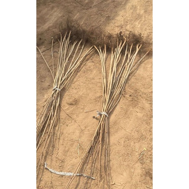 济宁高产大榛子辽宁榛子优惠