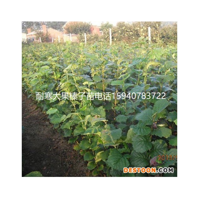 本溪高产大榛子辽宁榛子图片