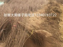 塔城高产大榛子辽宁榛子