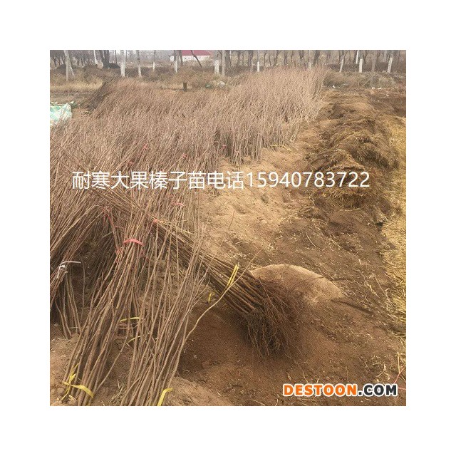 塔城高产大榛子辽宁榛子