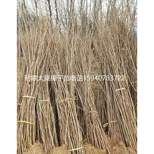 忻州高产大榛子辽宁榛子