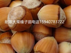 松原高产大榛子辽宁榛子简介