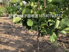 榆林辽宁大榛子苗抗寒榛子