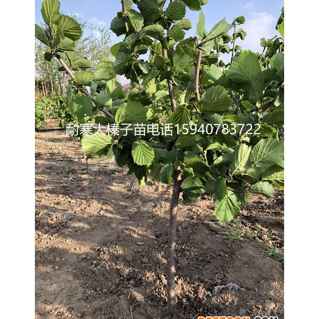 榆林辽宁大榛子苗抗寒榛子