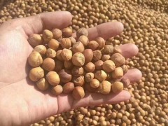 【承德特产】野生榛子  大榛子 野生榛子价格  野生榛子厂家  野生榛子价格 优质野生榛子