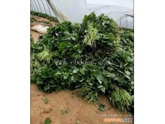 那里有批发商薯19红薯苗-佰丰西瓜红大田剪苗