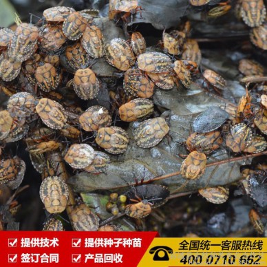 批发供应九香虫种苗 免费提供养殖技术指导 回收产品 招商加盟