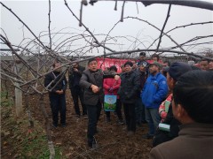 眉县：进村入户送技术，果园冬管效力忙