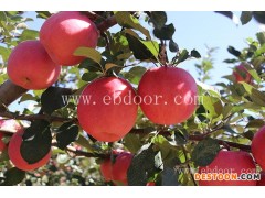 现代果业苹果品种(图)-矮化新品种苹果-苹果新品种