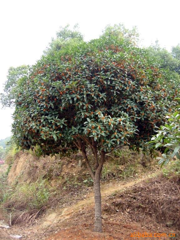 供绿化苗木乔木、乔木苗木：3公分桂花、桂花树、桂花