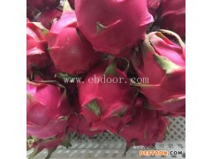 千亩台湾红心火龙果苗推荐货源「多图」