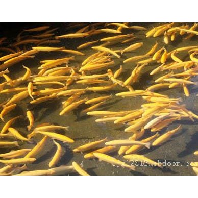 甘肃哪里有卖鱼苗的-大量供应高性价金鳟鱼鱼苗