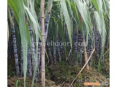 甘蔗苗价格-雪原农业科技质量好-红皮甘蔗苗价格