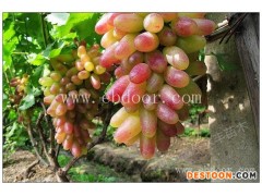 开封纯正苗美人指葡萄批发基地货源充足