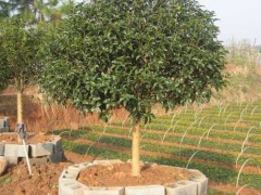 在北方如何栽培育护桂花？北方种植桂花如何越冬防寒？