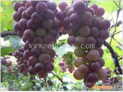 晚熟葡萄苗-鲁粒大棚葡萄苗(在线咨询)-葡萄苗