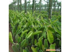 火龙果苗去哪买承诺守信