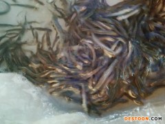 相山区桂鱼苗罗非鱼苗