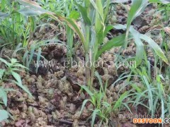 四川专业青蛙养殖-四川青蛙养殖-重庆张勇水产(查看)