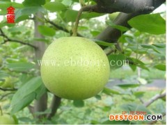 出售梨树苗-恩施梨树苗-果树苗木供应(查看)