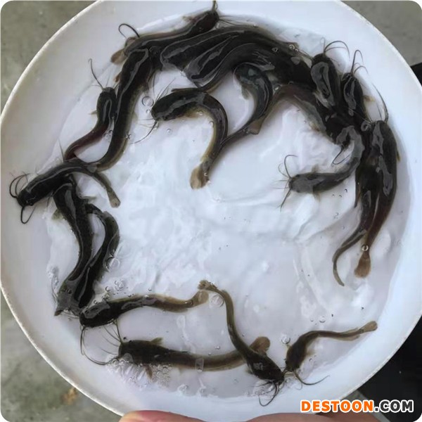 港兴水产 广东清远鱼苗场 大口鲶鱼苗 胡子鲶鱼苗批发价格
