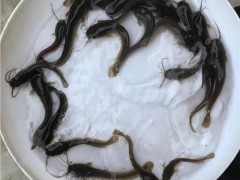 港兴水产 广东清远鱼苗场 大口鲶鱼苗 胡子鲶鱼苗批发价格