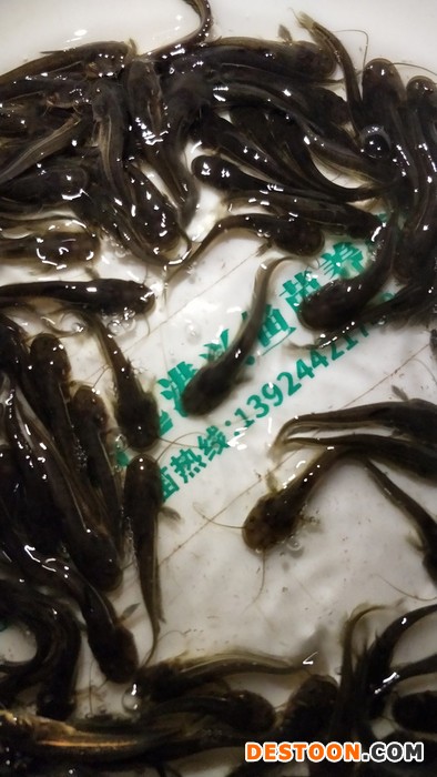淡水系列鲶鱼苗.小鱼苗.鲜活胡子鲶鱼苗.种苗批发