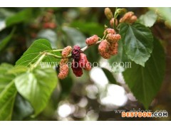 世超苗木桑葚苗供应-许昌桑果苗批发多少钱一株