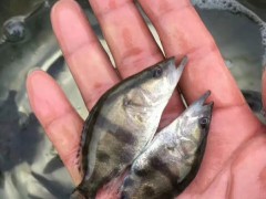 银川罗非鱼苗罗非鱼苗