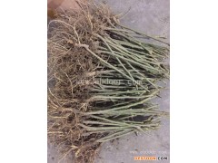 水果桑果苗批发哪里有-水果桑果苗批发-世超苗木供应基地