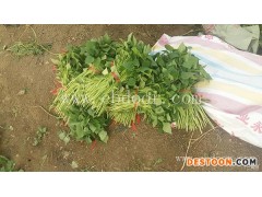 大田剪苗红薯苗批发基地-佰丰种植-烟台红薯苗批发基地