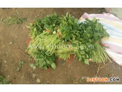 大田高剪苗基地-周口大田高剪苗-佰丰西瓜红大田剪苗(查看)