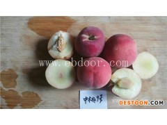 桃苗-果源农业—值得选择-春美桃苗