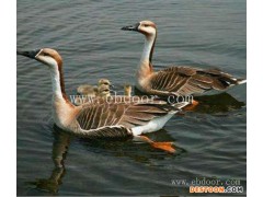 成年鸿雁批发-南宁鸿雁批发-达信大雁养殖场货源足(查看)