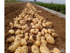 大棚马铃薯原种价格-马铃薯原种价格-雪原农业科技种子优质