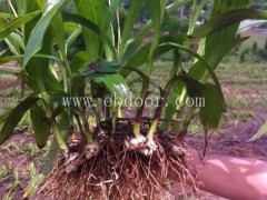 白芨-叶氏种植诚信经营-种白芨基地