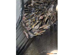 光唇鱼苗价格表-鼎鸿生态农业(在线咨询)-光唇鱼苗