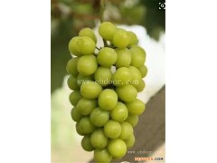 广西葡萄 苗阳光玫瑰诚信企业-果友家庭农场