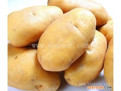 早熟土豆种价格电话行业专家在线为您服务