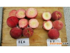 超春美桃苗-桃苗-果源农业—不容错过(查看)