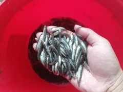 南通罗非鱼苗罗非鱼苗