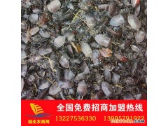 大量供应九香虫臭屁虫种苗 免费提供养殖技术 其他特种养殖动物