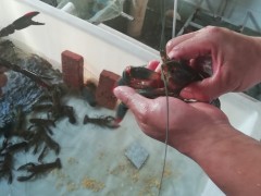 成县鱼苗罗非鱼苗