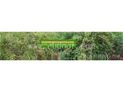 油茶树苗多少钱-江苏油茶树苗-湖畔油茶苗