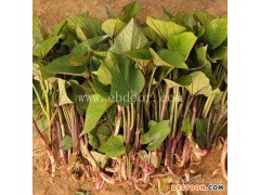 石河子专业大田高剪苗-佰丰西红薯苗地瓜苗-专业大田高剪苗基地