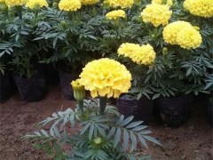 万寿菊价格_潍坊超值的万寿菊哪有卖