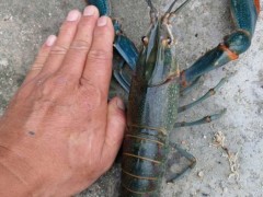 全国销售波士顿龙虾苗，大量销售，龙虾苗