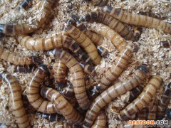 大麦虫活体 广东大麦虫养殖场提供特种养殖动物蛋白饲料